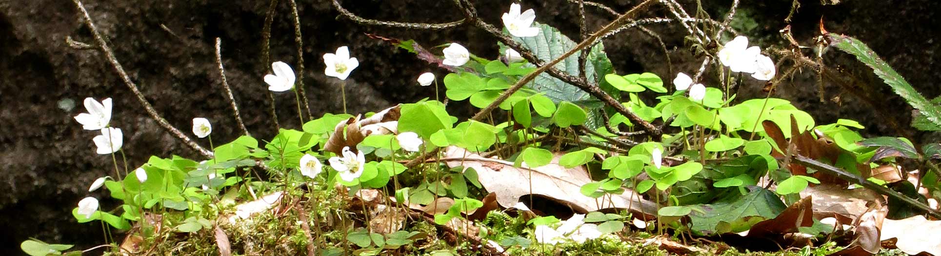 Glimmer statt Trigger: Was Ihr Nervensystem stärkt, Selbstheilung, Regeneration, Atmen