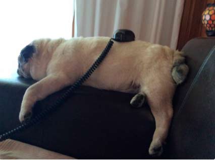 Stream-Einsatz-Hund