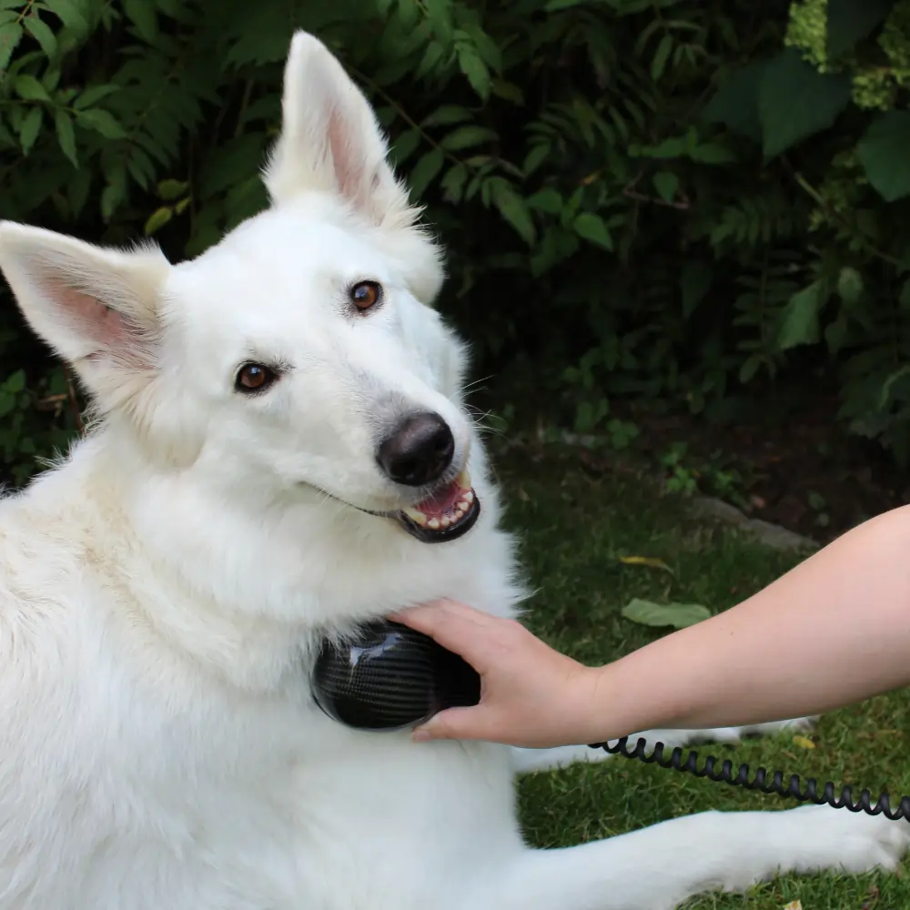 Vet-Stream Einsatz beim Hund