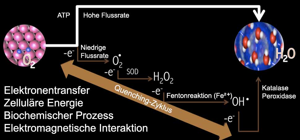 ATP-Zyklus, Airnergy, gesund mit Airnergy Bild: ATP-Zyklus, Airnergy, Airnergy-bei-Long-Covid, atmen, praventiv, akut, kurativ, gesund mit Airnergy