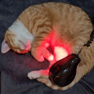 Katze wird mit Airnergy Stream behandelt